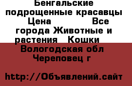 Бенгальские подрощенные красавцы. › Цена ­ 20 000 - Все города Животные и растения » Кошки   . Вологодская обл.,Череповец г.